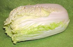 Napa Cabbage plant