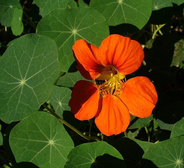 Nasturtium plant