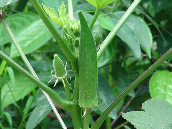 Okra plant