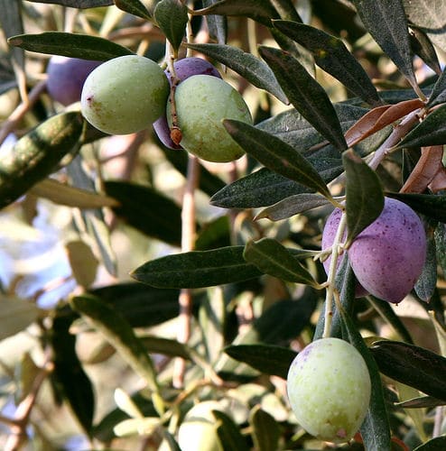 Olive Tree plant