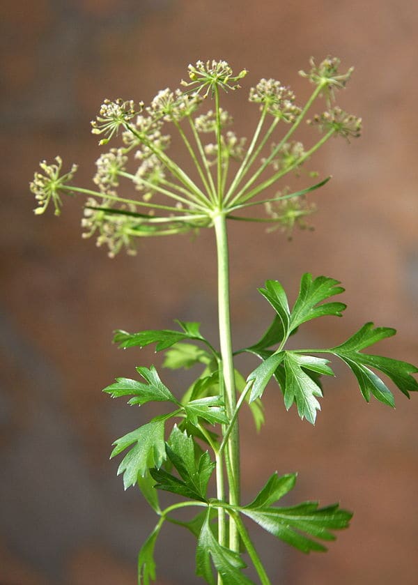 Parsley plant