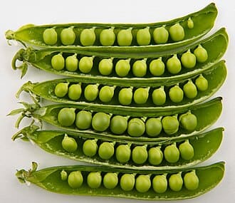Pea plant