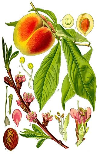 Peach Tree plant
