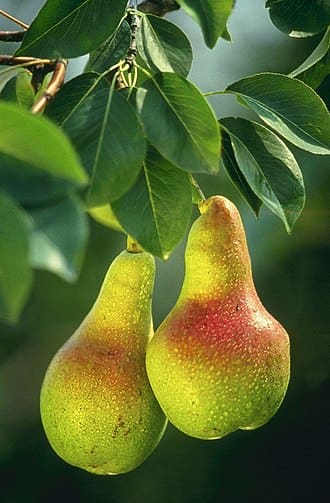 Pear Tree plant