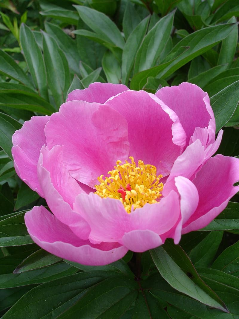 Peony plant