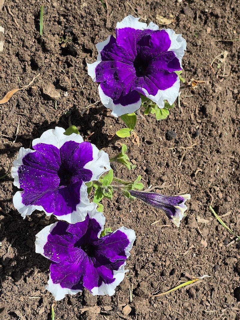 Petunia plant