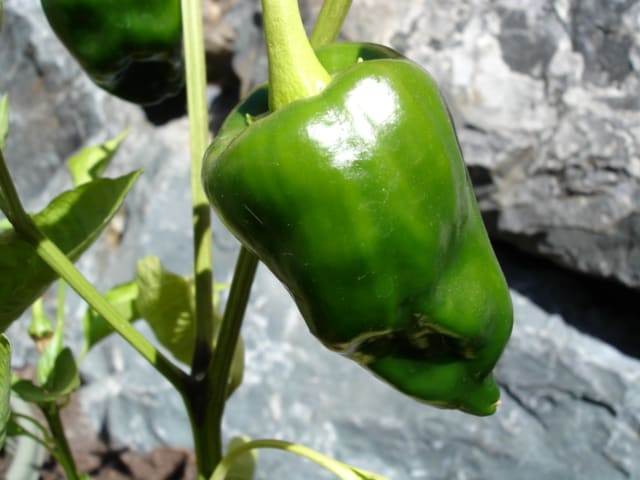 Poblano Pepper plant