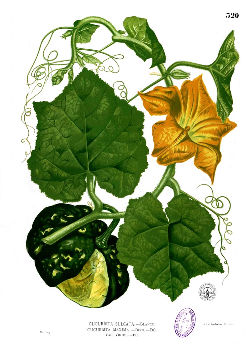 Pumpkin plant
