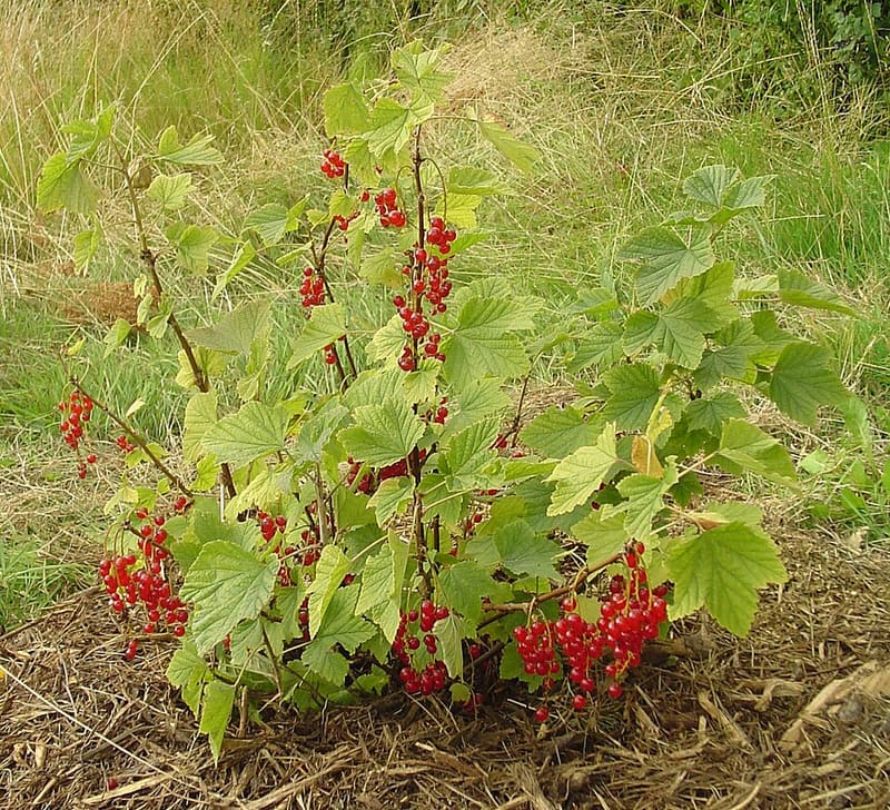 Red Currant plant