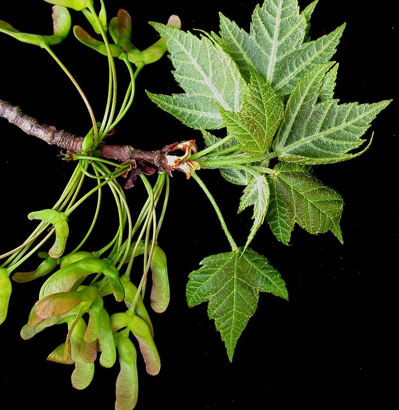 Red Maple (Acer rubrum)