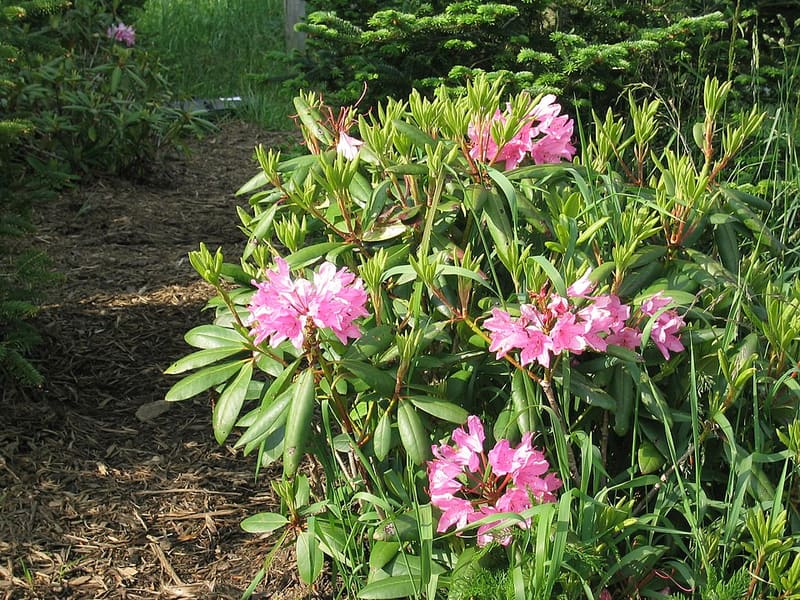 Rhododendron plant