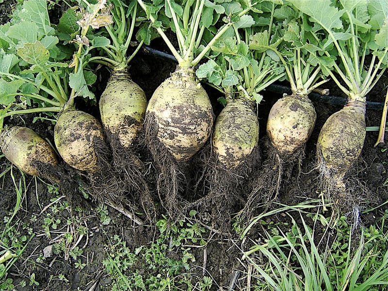 Rutabaga plant