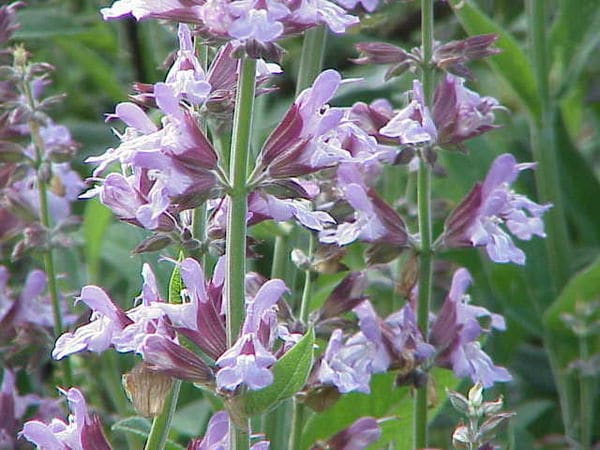 Sage plant