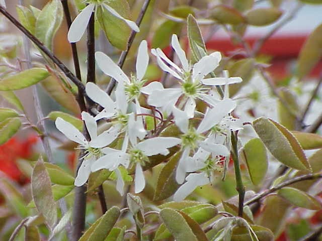 Serviceberry plant