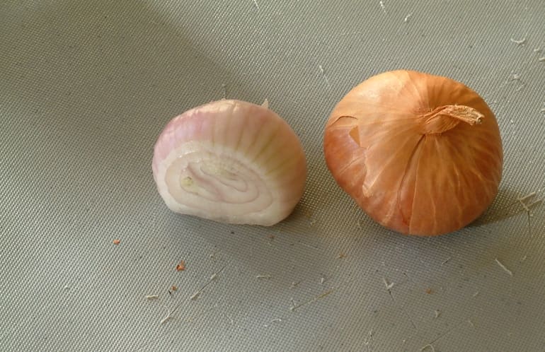 Shallot plant