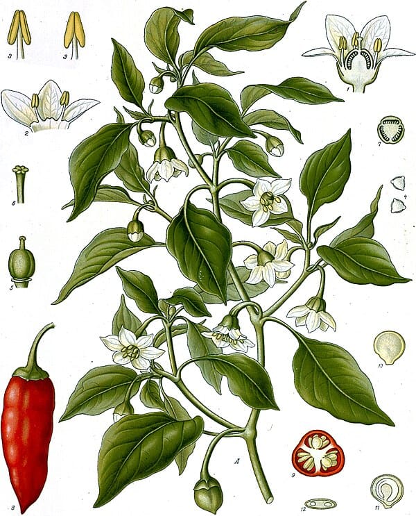 Shishito Pepper plant