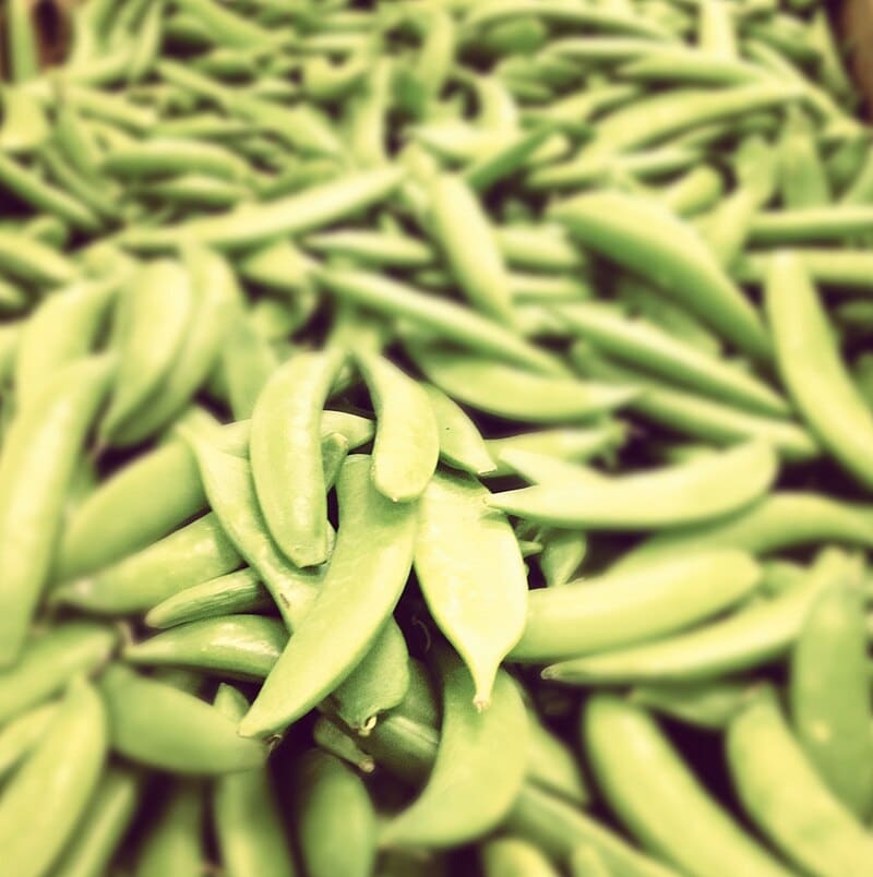 Snap Pea plant