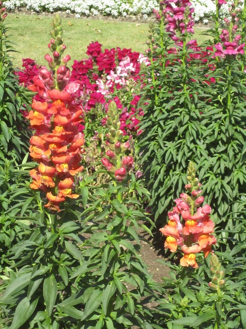 Snapdragon plant