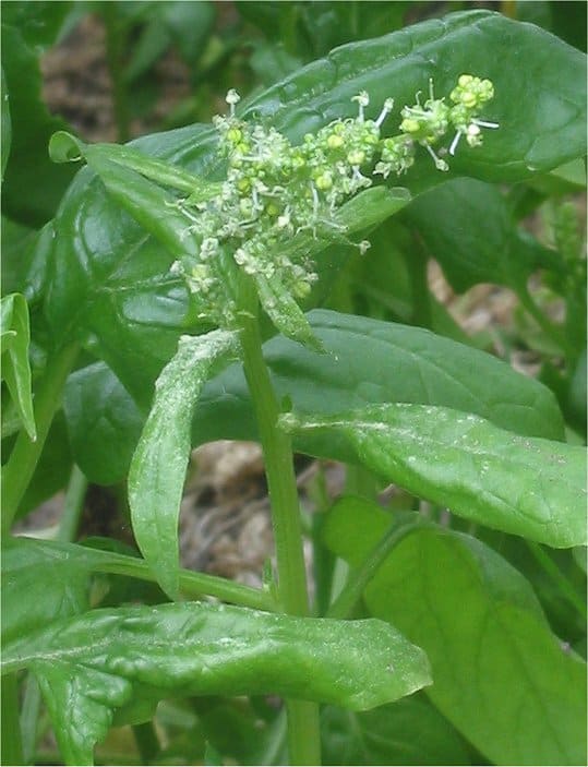 Spinach plant