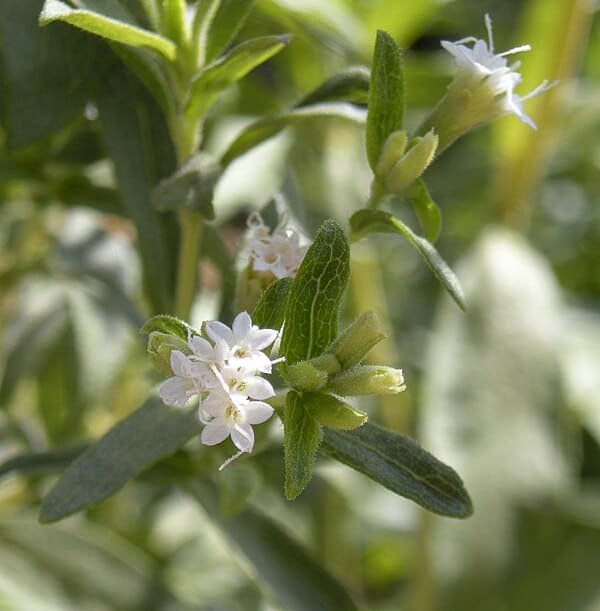 Stevia plant