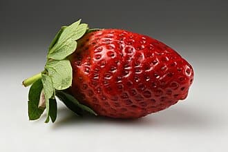 Strawberry plant