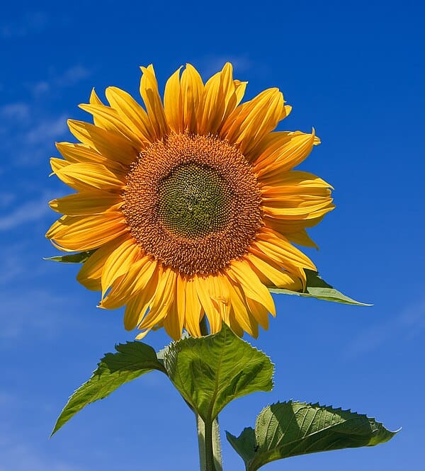 Sunflower plant