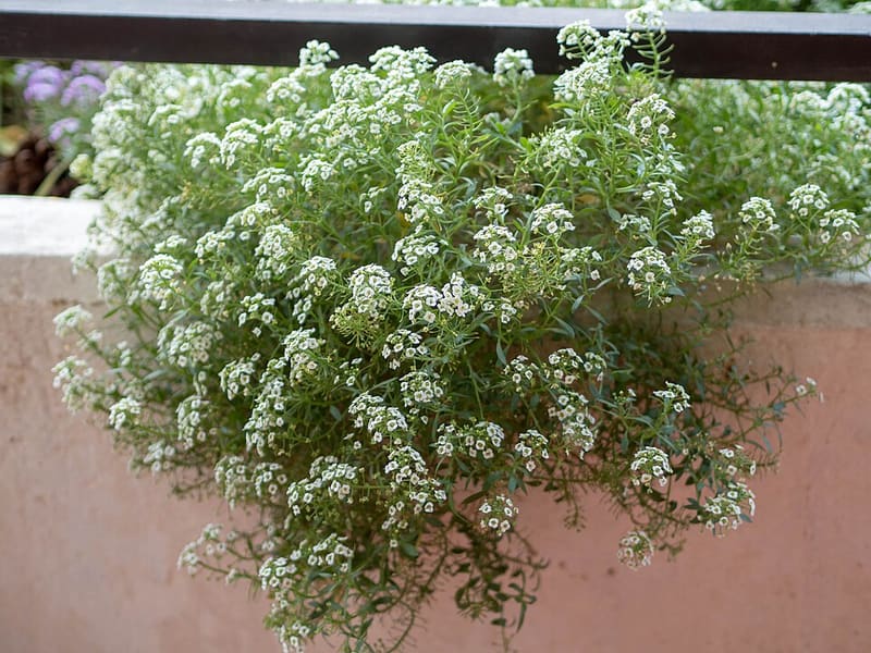 Sweet Alyssum plant