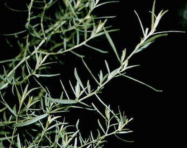 Tarragon plant