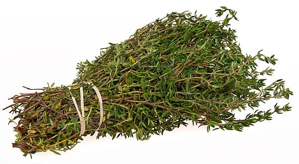 Thyme plant