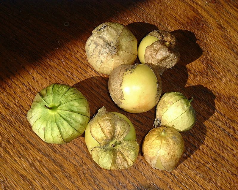 Tomatillo plant