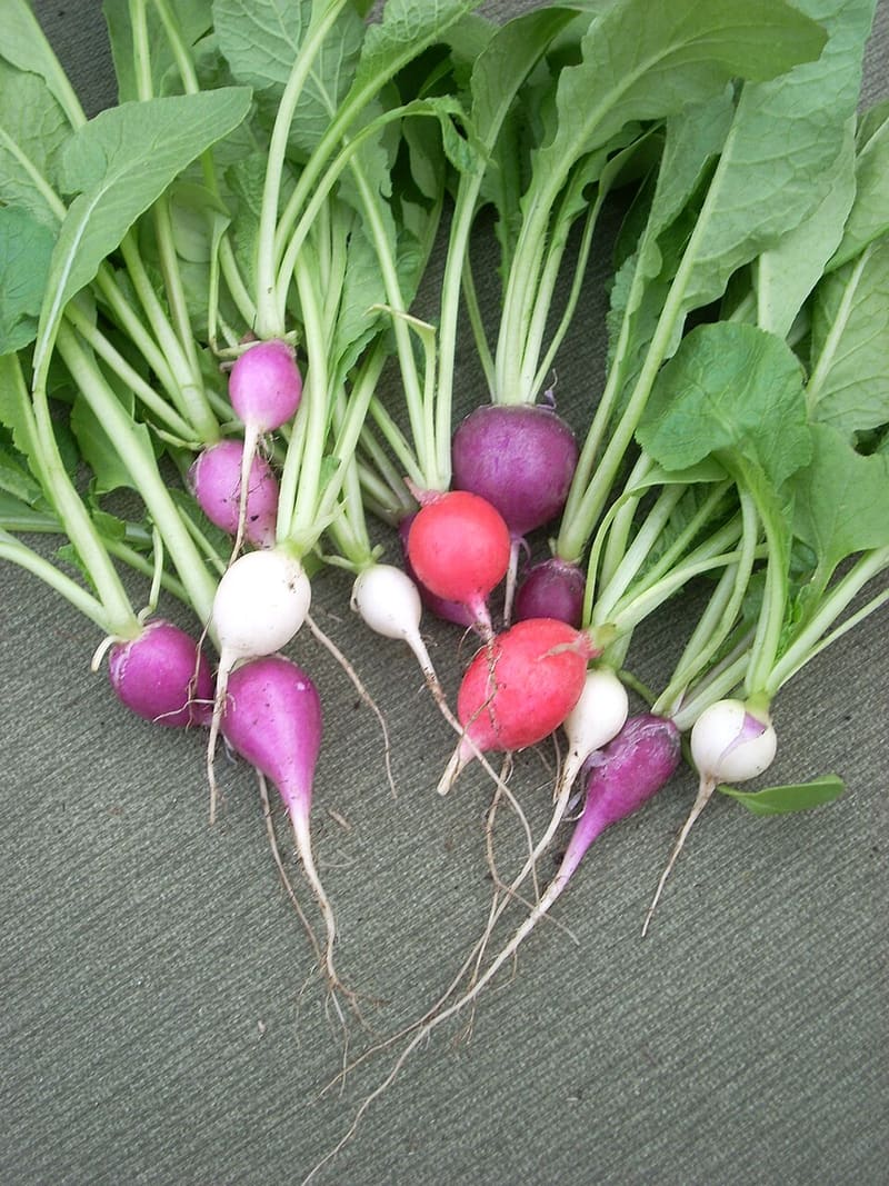 Watermelon Radish plant