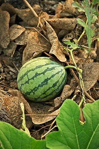 Watermelon plant