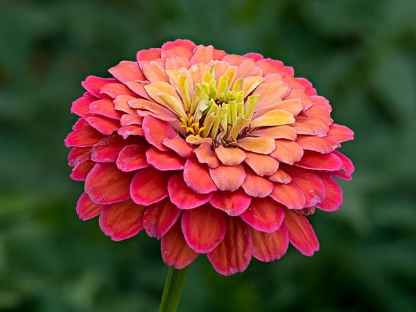 Zinnia plant